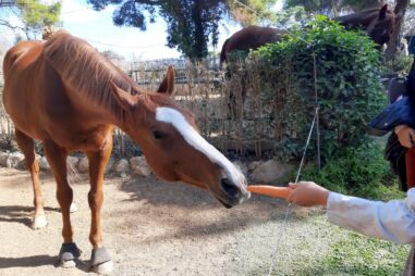 Επίσκεψη σε φάρμα αλόγων στην Πάρνηθα