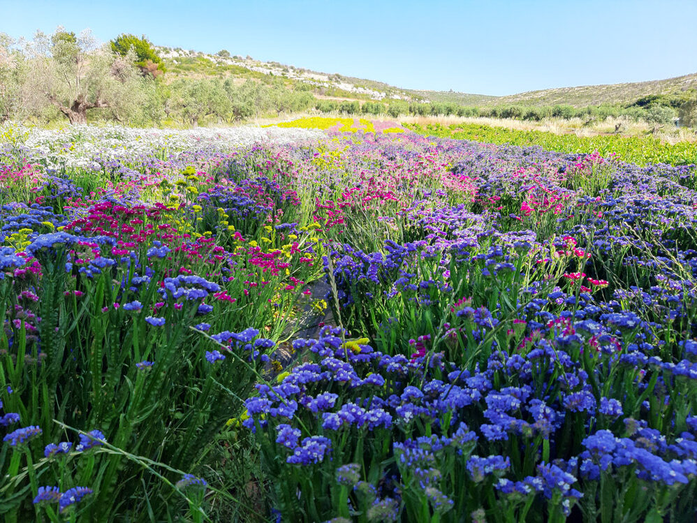 Βιωματικό παιχνίδι σε καλλιέργειες λουλουδιών