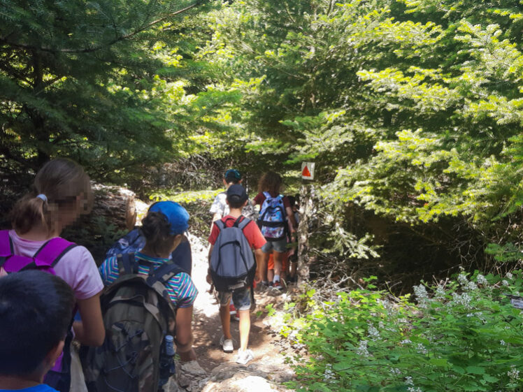 Πεζοπορία στο ελατόδασος της Πάρνηθας