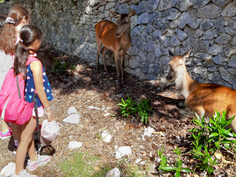 Συνάντηση με τα κόκκινα ελάφια στον Εθνικό Δρυμό Πάρνηθας