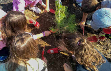 Δενδροφύτευση στην Πάρνηθα